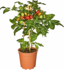 Aktuelles Naschgemüse Angebot bei Netto Marken-Discount in Heilbronn ab 7,99 €