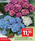Hortensie Angebot in Gera Hortensie im aktuellen Prospekt bei BAUHAUS in Gera