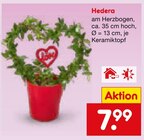 Hedera Angebote bei Netto Marken-Discount Amberg für 7,99 €