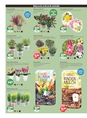 Gartenerde im V-Markt Prospekt in München Aktueller V-Markt Prospekt mit Gartenerde, "V-Markt einfach besser einkaufen", Seite 20