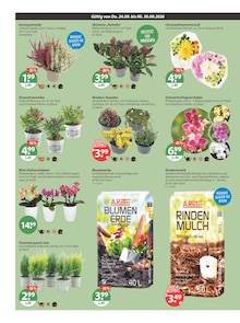 Zimmerpflanzen im V-Markt Prospekt "V-Markt einfach besser einkaufen" mit 21 Seiten (München)