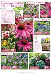 Hauswurz Angebot im aktuellen Blumen Risse Prospekt auf Seite 4