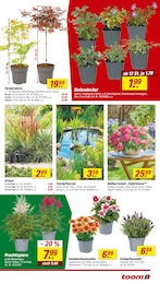 Lavendel Angebot & Preis im aktuellen toom Baumarkt Prospekt Lavendel Angebot im aktuellen toom Baumarkt Prospekt auf Seite 5