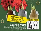 Amaryllis Wachs von  im aktuellen EDEKA Prospekt für 4,99 €