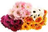 Aktuelle Blumen Angebote bei REWE in Herne Aktuelles Germini Angebot bei REWE in Herne ab 3,49 €