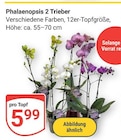 Phalaenopsis 2 Trieber im Angebot bei GLOBUS in Trier Phalaenopsis 2 Trieber Angebote bei GLOBUS Trier für 5,99 €