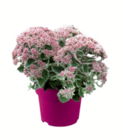 Fetthenne Angebote bei toom Baumarkt Königswinter für 3,99 €