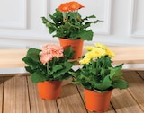 Gerbera Sundays - U Express à Carpentras Gerbera Sundays en promo chez U Express Carpentras à 3,99 €