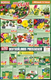 Blumenzwiebeln im Norma Prospekt in Altenburg Aktueller Norma Prospekt mit Blumenzwiebeln, "Mehr fürs Geld", Seite 14