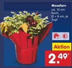 Aktuelle Pflanzen Angebote bei Netto Marken-Discount in Dortmund Aktuelles Moosfarn Angebot bei Netto Marken-Discount in Dortmund ab 2,49 €
