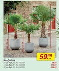 Hanfpalme Angebote bei toom Baumarkt Remscheid für 59,99 €