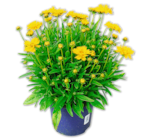 Aktuelles Staude Angebot bei Penny in Bremen ab 3,99 €