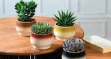 Succulentes en promo à 3,49 € chez Super U Succulentes dans le catalogue Super U