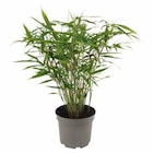GARTENBAMBUS für 11,99 € bei OBI im Angebot GARTENBAMBUS im aktuellen OBI Prospekt
