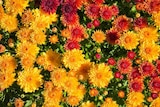 Chrysanthème Pompon tricolore - Jardiland à Grigny Chrysanthème Pompon tricolore en promo chez Jardiland Grigny à 5,00 €