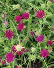 Aktuelle Blumen Angebote bei Hornbach in Krefeld Aktuelles Lupine "My Castle" oder Witwenblume Angebot bei Hornbach in Krefeld ab 3,69 €
