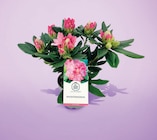 Rhododendron Pot 15 cm à 6,99 € dans le catalogue Netto