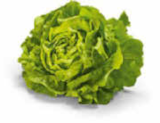 Kopfsalat im Netto Marken-Discount Prospekt Kopfsalat von HEIMAT im aktuellen Netto Marken-Discount Prospekt für 0,69 €