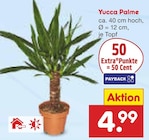Yucca Palme Angebote bei Netto Marken-Discount Dortmund für 4,99 €