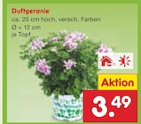 Duftgeranie für 3,49 € bei Netto Marken-Discount im Angebot Duftgeranie im aktuellen Netto Marken-Discount Prospekt