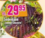 Seidenbaum "Summer Chocolate" im Hornbach Prospekt Seidenbaum "Summer Chocolate" im aktuellen Hornbach Prospekt für 29,95 €