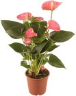 Aktuelle Pflanzen Angebote bei Penny in Jena Aktuelles Flamingoblume Angebot bei Penny in Jena ab 4,99 €