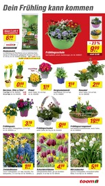 Blumenzwiebeln im toom Baumarkt Prospekt in Stade Aktueller toom Baumarkt Prospekt mit Blumenzwiebeln, "Respekt, wer's selber macht.", Seite 5