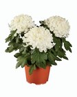 Chrysanthème grosses fleurs - Lidl à Choisy-le-Roi Chrysanthème grosses fleurs en promo chez Lidl Choisy-le-Roi à 2,99 €