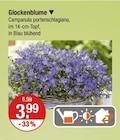 Glockenblume Angebote bei V-Markt Memmingen für 3,99 €