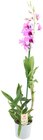 Orchideen Angebote von Rewe Beste Wahl bei REWE Remscheid für 7,99 €