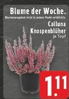Aktuelle Zimmerpflanzen Angebote bei E center in Duisburg Aktuelles Calluna Knospenblüher Angebot bei E center in Duisburg ab 1,11 €