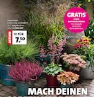 Knospenheide bei Moubis Pflanzenhof im Dülmen Prospekt für 0,99 €