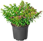 Penny Ottobrunn - Japanische Scheinmyrte Angebot im Prospekt Japanische Scheinmyrte bei Penny im Ottobrunn Prospekt für 1,49 €