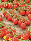 Aktuelles Tomaten Angebot bei toom Baumarkt in Wolfsburg ab 0,99 €