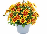 Hagebaumarkt Ebersdorf - Goldmarie 'Caribbean Fire' Angebot im Prospekt Goldmarie 'Caribbean Fire' bei Hagebaumarkt im Ebersdorf Prospekt für 3,49 €