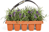 Lavendel im Angebot bei Netto Marken-Discount in Bornheim Lavendel Angebote bei Netto Marken-Discount Bornheim für 5,99 €