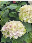 Plantes Fleuries - Super U à Metz Plantes Fleuries en promo chez Super U Metz à 11,99 €
