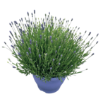 Lavande en pot en promo chez Castorama Antibes à 14,90 €