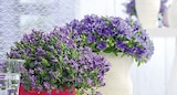Glockenblume Campanula für 4,49 € bei Hellweg im Angebot Glockenblume Campanula im aktuellen Hellweg Prospekt