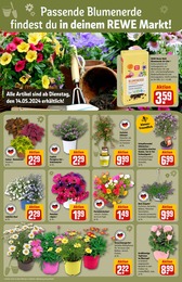 Blumen Angebot im aktuellen REWE Prospekt auf Seite 11
