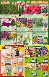 Kartoffeln Angebot im aktuellen Norma Prospekt auf Seite 12