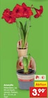 Aktuelle Zimmerpflanzen Angebote bei Netto Marken-Discount in Hamburg Aktuelles Amaryllis Angebot bei Netto Marken-Discount in Hamburg ab 3,99 €