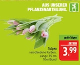Tulpen im Angebot bei Marktkauf in Schwabach Tulpen Angebote bei Marktkauf Schwabach für 3,99 €