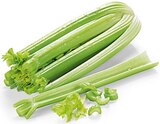 REWE Schenefeld - Staudensellerie Angebot im Prospekt Staudensellerie bei REWE im Schenefeld Prospekt für 1,11 €