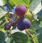 Ma Jardinerie Illzach - Promo Figuier Carica Touffe Promo Figuier Carica Touffe à 29,99 € dans le catalogue Ma Jardinerie à Illzach