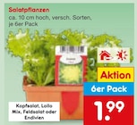 Salatpflanzen Angebote bei Netto Marken-Discount Köln für 1,99 €