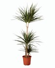 Grande plante verte en promo chez Lidl Aubervilliers à 13,99 €