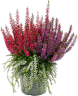 Calluna Beautybelle von GARDENLINE im aktuellen ALDI SÜD Prospekt für 1,99 €