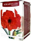 Penny Cuxhaven - Amaryllis Angebot im Prospekt Amaryllis bei Penny im Cuxhaven Prospekt für 2,99 €