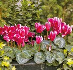 MINI CYCLAMEN en promo chez Delbard MINI CYCLAMEN dans le catalogue Delbard